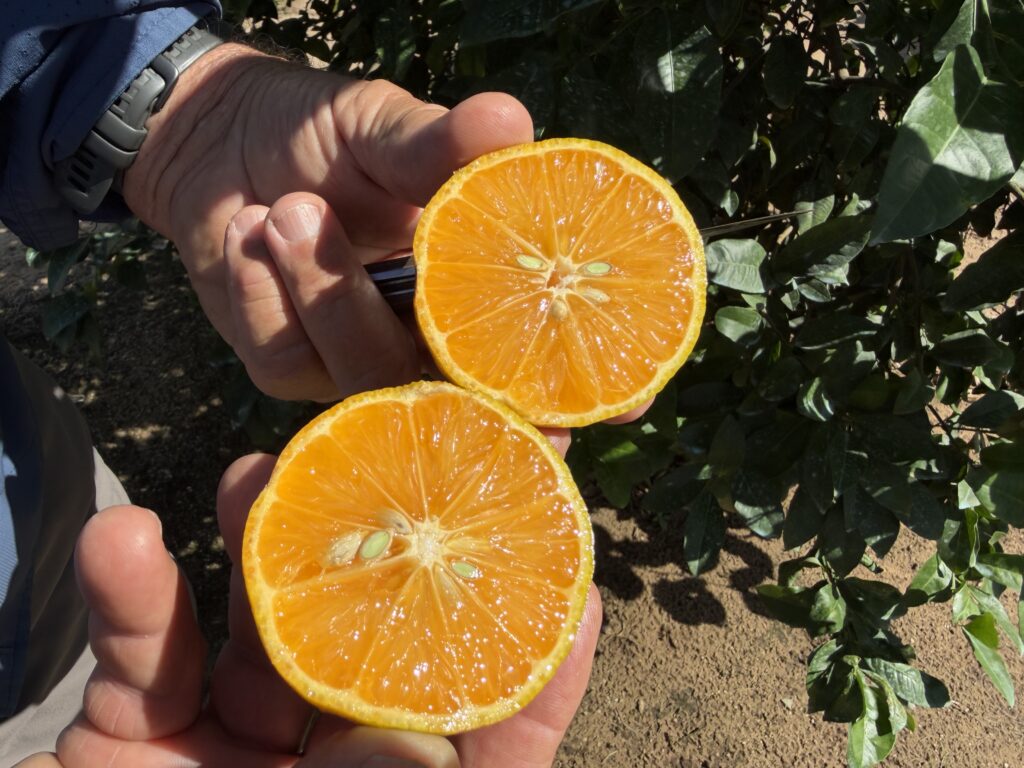 CarriCea T1 de Soilcea: el primer portainjerto editado con CRISPR que ofrece tolerancia al greening