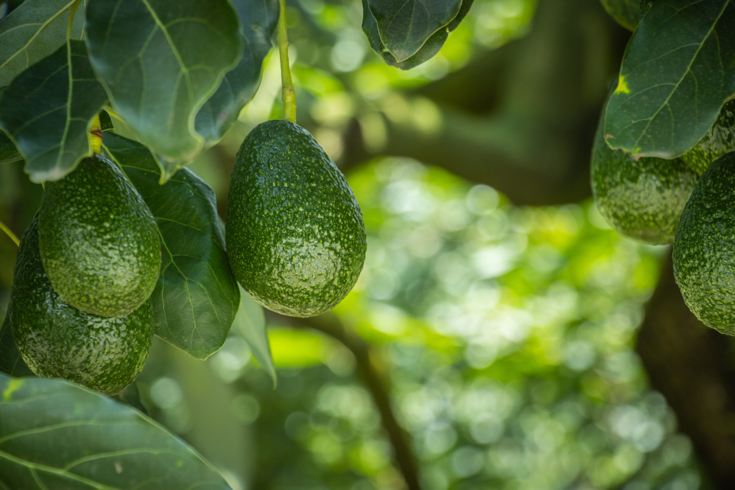 El aguacate mexicano mira más allá de Estados Unidos