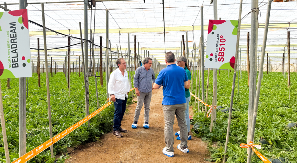 Grupo AGF y BASF | Nunhems fortalecen el futuro de la Sandía fashion con una jornada de campo en Almería