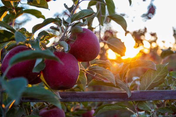 Cosmic Crisp: una manzana hecha por y para los productores de Washington