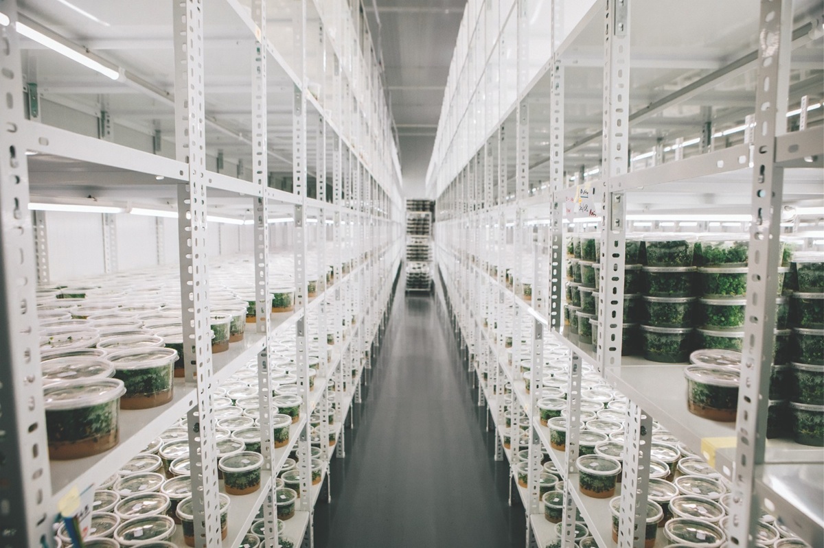 Planasa adquiere IFSI, empresa especializada en mejora genética de maíz dulce