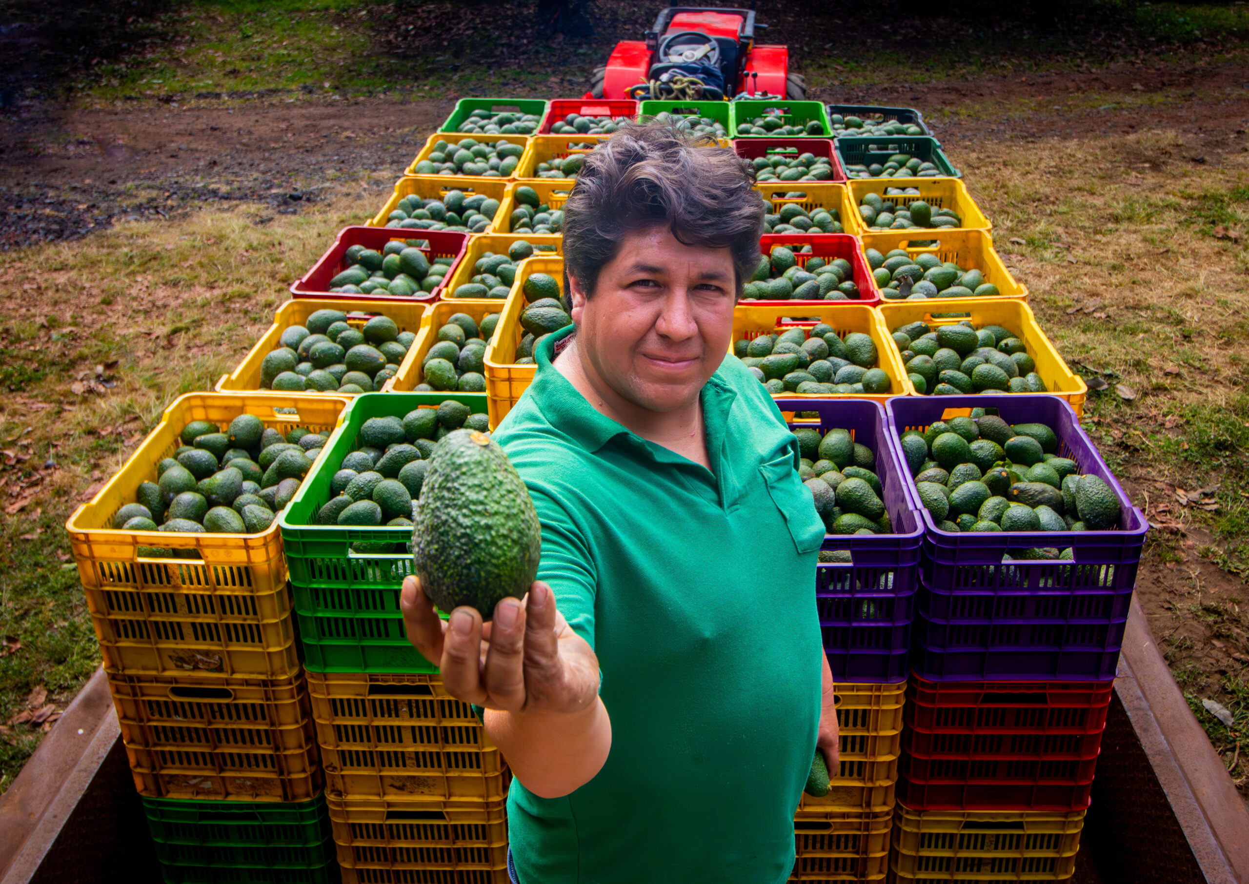 El aguacate mexicano mira más allá de Estados Unidos