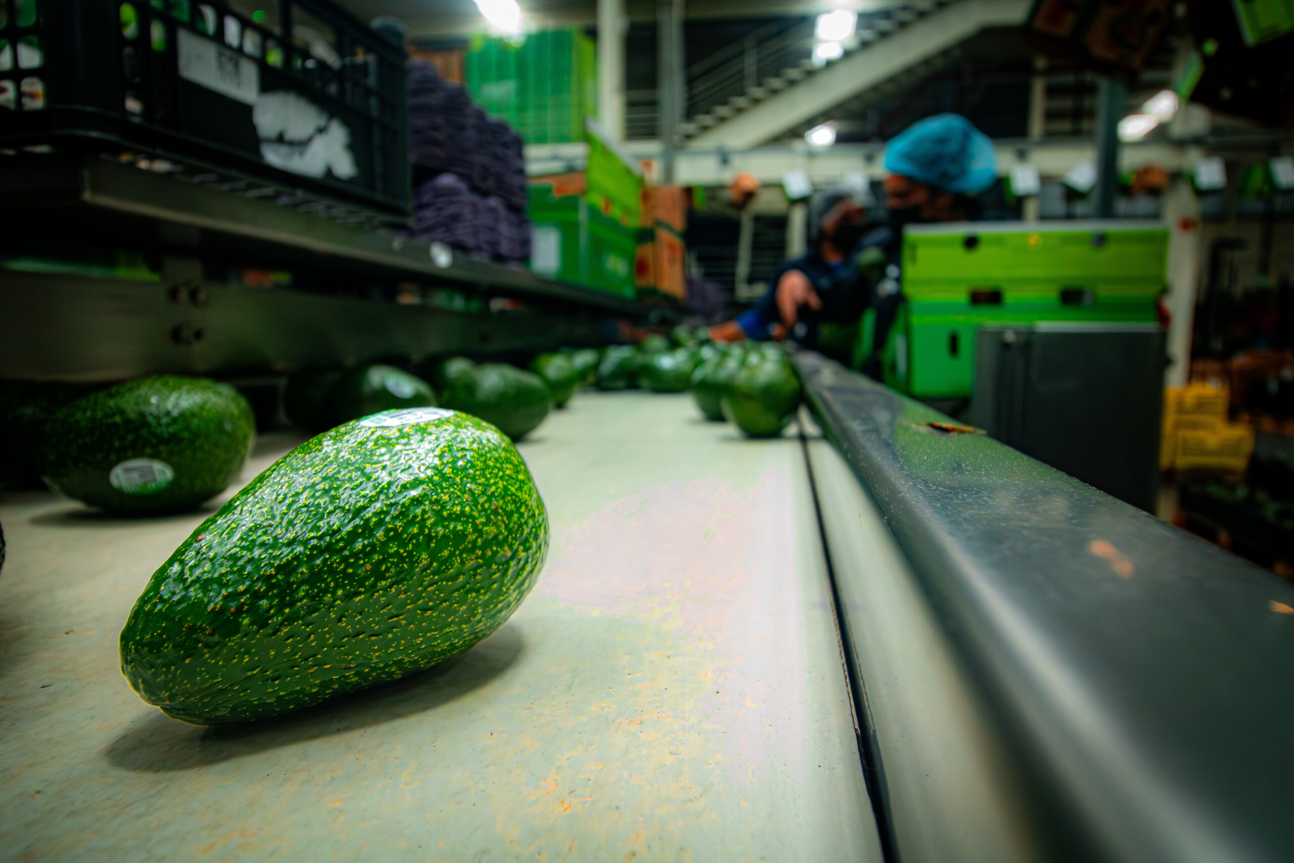 El aguacate mexicano mira más allá de Estados Unidos