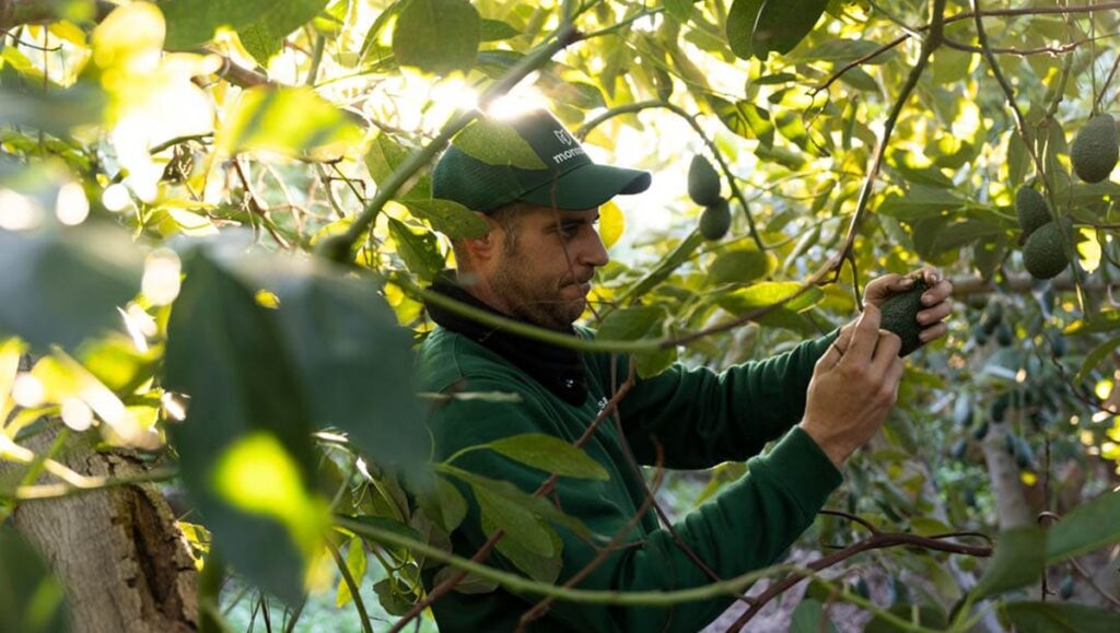 Montosa reporta un fuerte crecimiento en su temporada 2025-2026 de aguacate nacional