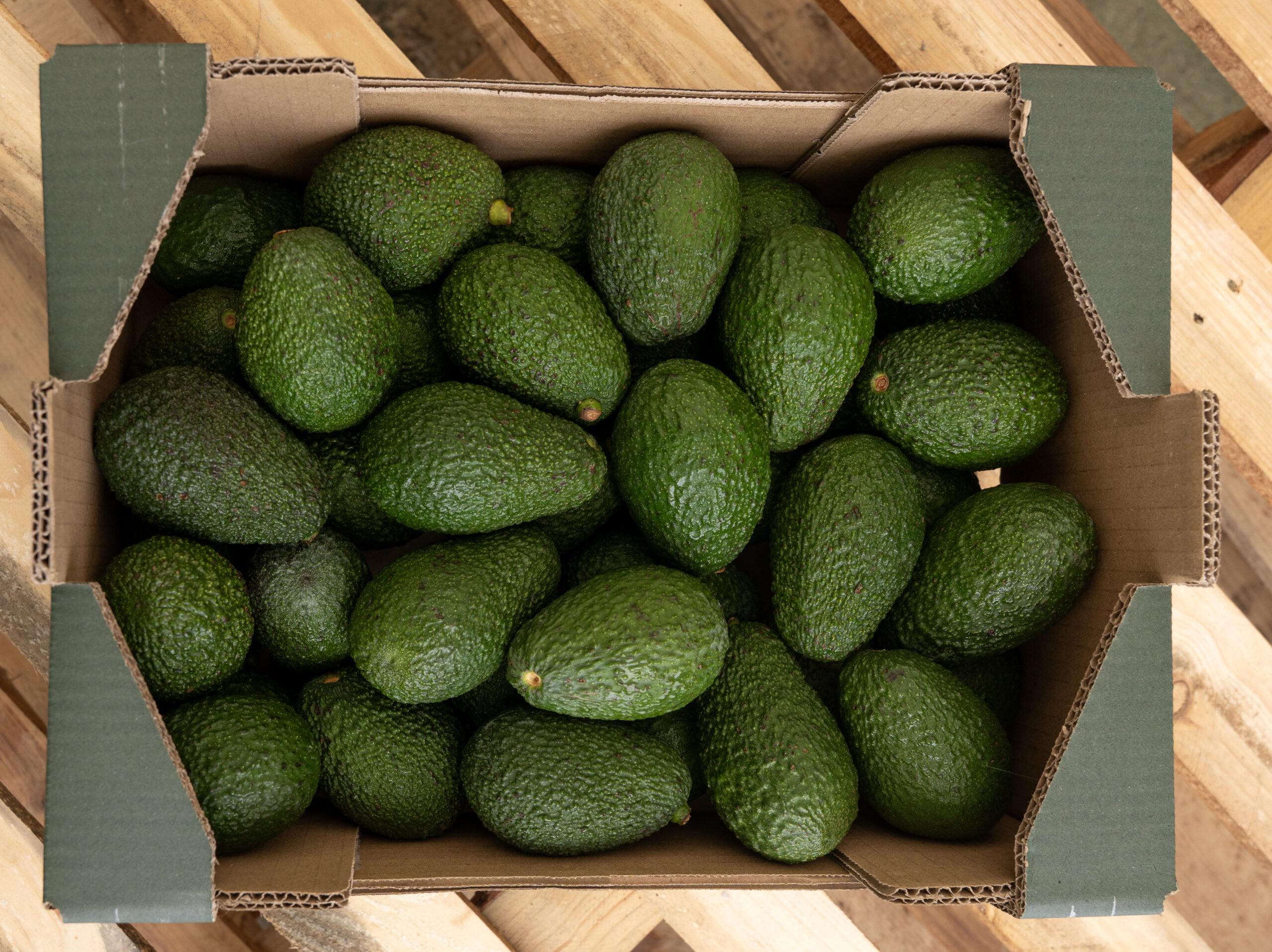 Montosa reporta un fuerte crecimiento en su temporada 2025-2026 de aguacate nacional 3 Montosa reporta un fuerte crecimiento en su temporada 2025-2026 de aguacate nacional