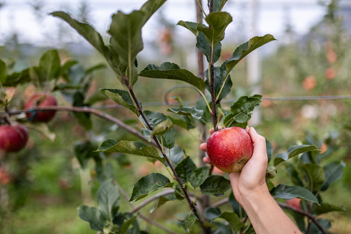 El equipo ganador de manzanas ecológicas de VOG en verano 4 El equipo ganador de manzanas ecológicas de VOG en verano