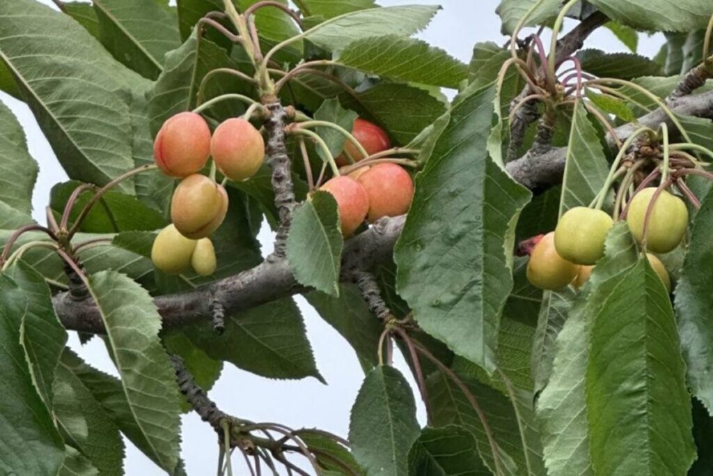 Industria de cerezas del noroeste de Estados Unidos ajusta a la baja estimación de cosecha por efectos climáticos
