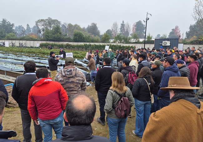 Segundo Encuentro Latinoamericano de la Frutilla reunió a 200 asistentes de nueve países en Chile