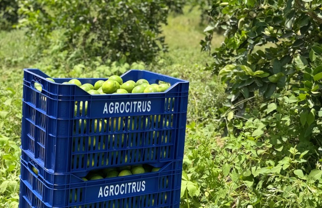 La empresa peruana Agrocitrus apuesta por el limón Tahití y proyecta expandir su producción 3 La empresa peruana Agrocitrus apuesta por el limón Tahití y proyecta expandir su producción