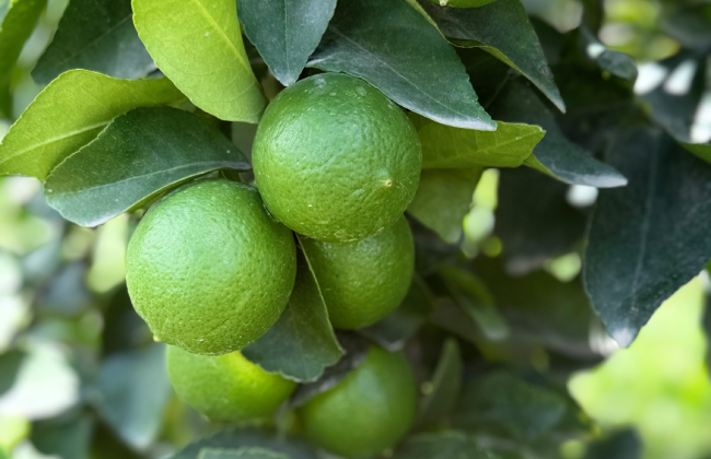 La empresa peruana Agrocitrus apuesta por el limón Tahití y proyecta expandir su producción 4 La empresa peruana Agrocitrus apuesta por el limón Tahití y proyecta expandir su producción