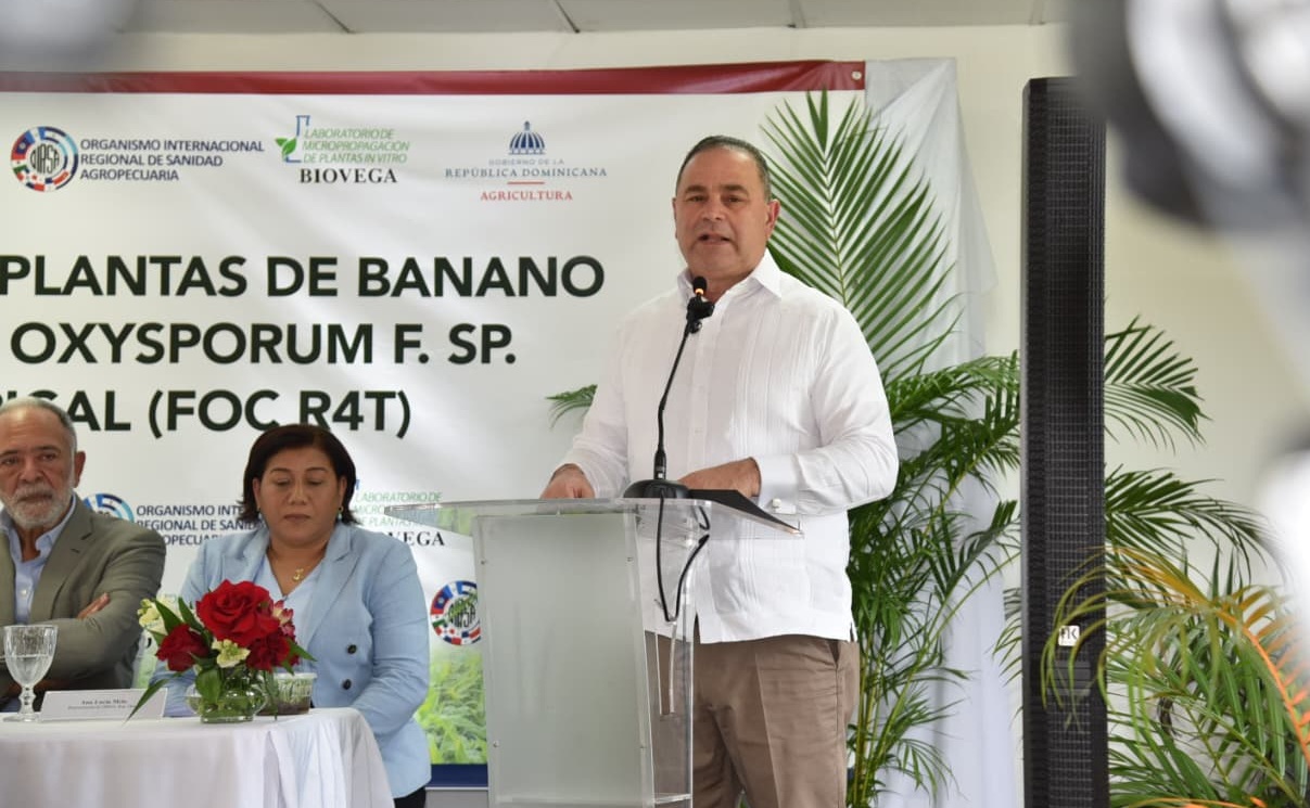 Banano dominicano da paso clave contra el Fusarium R4T con apoyo de OIRSA 3 República Dominicana impulsa proyecto pionero de banano tolerante al Fusarium R4T