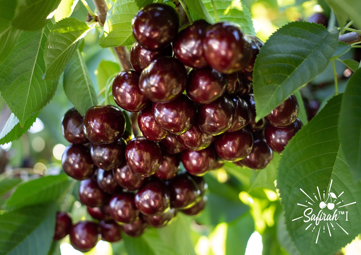 World Fresh lanzará una nueva generación de cerezas canadienses premium