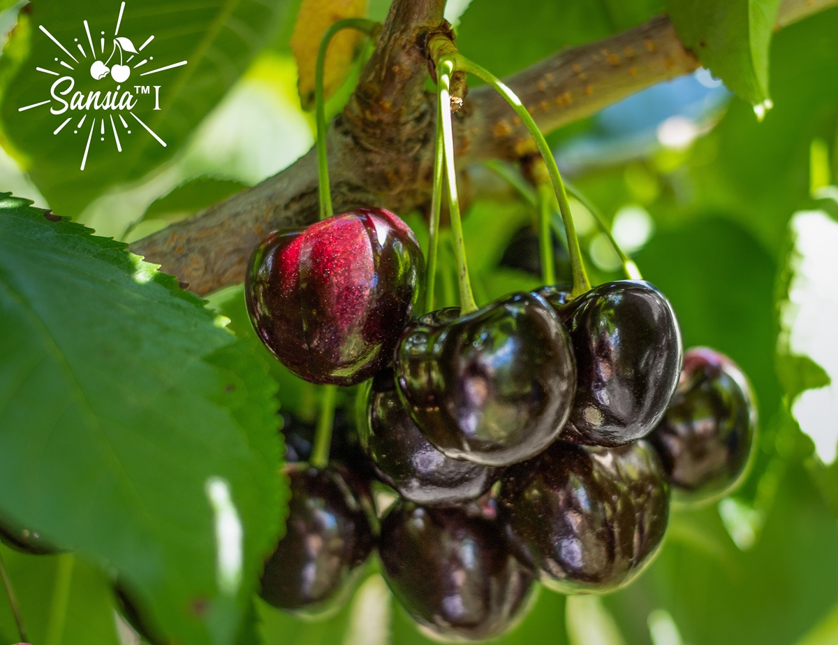 World Fresh lanzará una nueva generación de cerezas canadienses premium