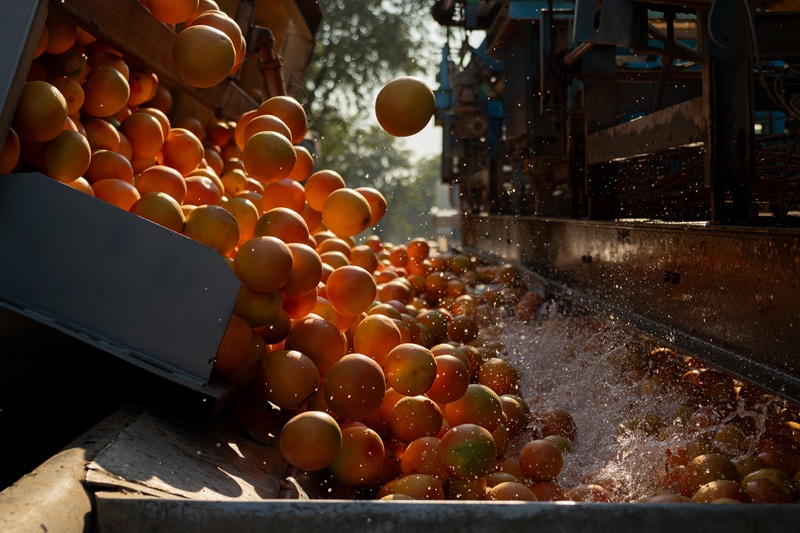 Pomelo SummerStar Ruby inicia campaña europea 2026 y expande su presencia a Francia y Países Bajos