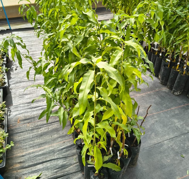 Vitácea-Hijuelas impulsa introducción de nuevas variedades frutales de baja exigencia de frío en Brasil 4 Vitácea-Hijuelas impulsa introducción de nuevas variedades frutales de baja exigencia de frío en Brasil