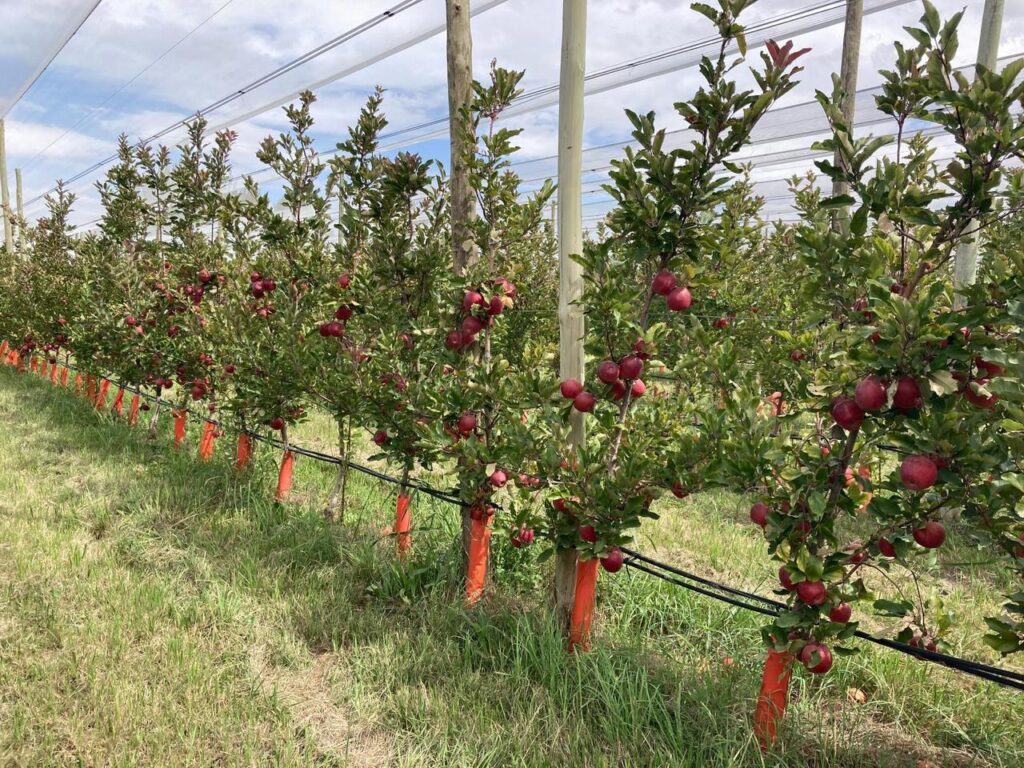 Manzanas argentinas: ¿Qué está pasando?