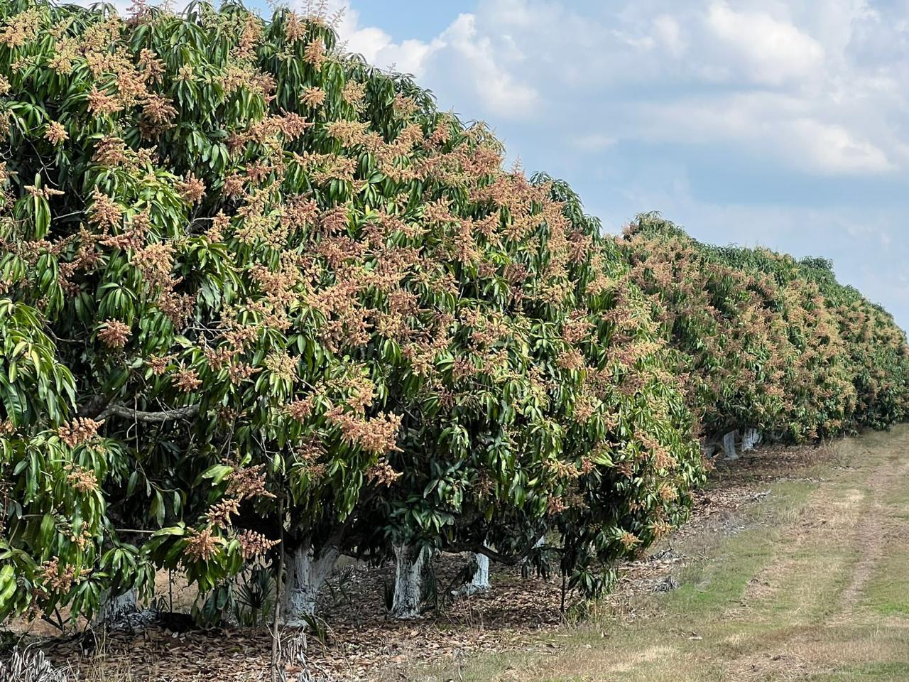 Guatemala proyecta triplicar su superficie exportadora de mango hacia 2030 3 Producción de mango en Guatemala