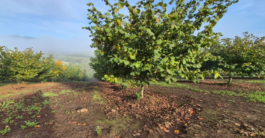 Riego y fertirrigación: elementos claves en invierno para evitar pérdidas de agua y nutrientes