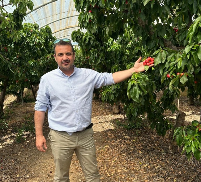 Pérdidas de hasta un 70% en cerezas en España reabre el debate sobre producción bajo cobertura 3 Pérdidas de hasta un 70% en cerezas en España reabre el debate sobre producción bajo cobertura