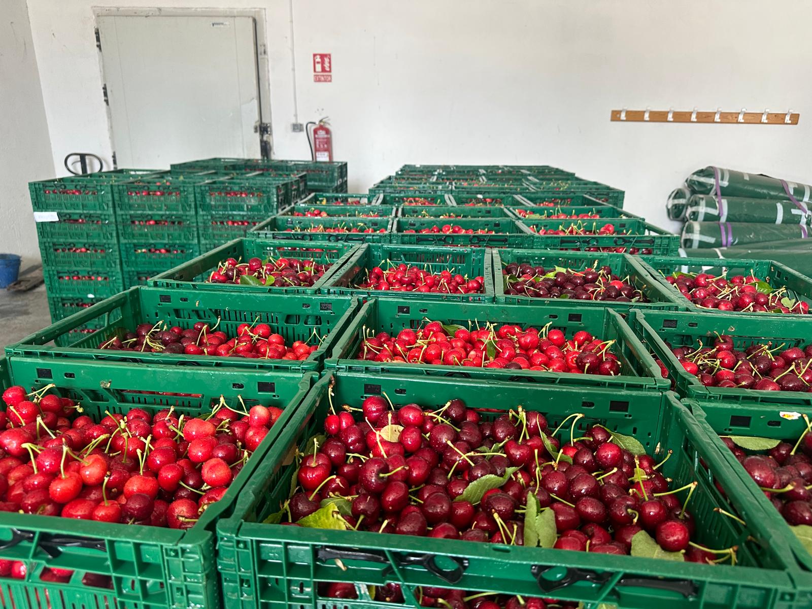 Pérdidas de hasta un 70% en cerezas en España reabre el debate sobre producción bajo cobertura 6 Pérdidas de hasta un 70% en cerezas en España reabre el debate sobre producción bajo cobertura