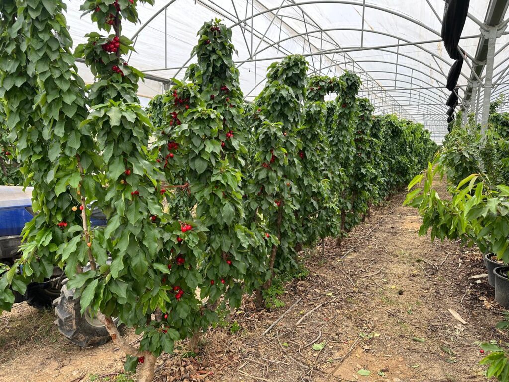 Pérdidas de hasta un 70% en cerezas en España reabre el debate sobre producción bajo cobertura