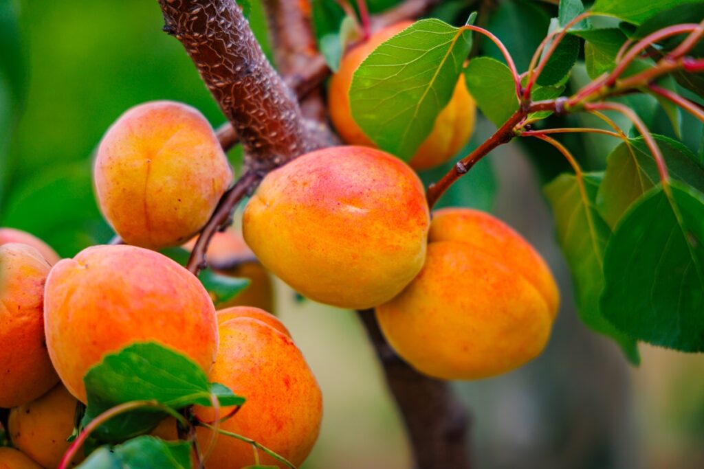 Comienza la campaña de fruta de hueso en Europa con primeras previsiones para 2026