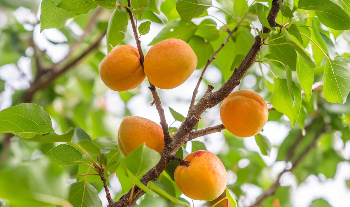 Comienza la campaña de fruta de hueso en Europa con primeras previsiones para 2026