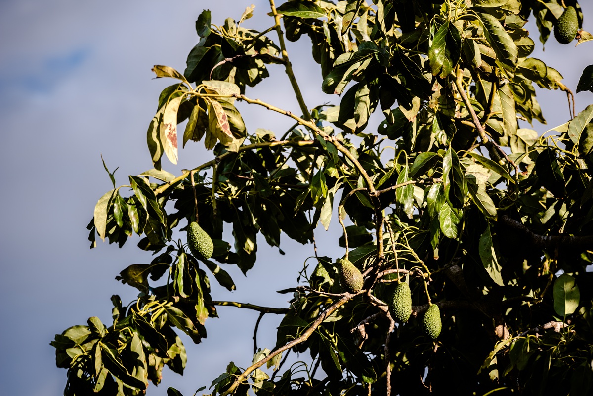 Nuevas variedades de aguacate podrían transformar producción en Valencia
