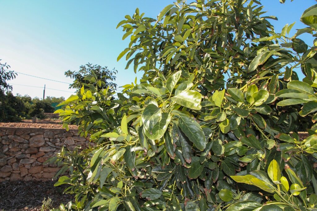 Nuevas variedades de aguacate podrían transformar la producción del fruto en Valencia