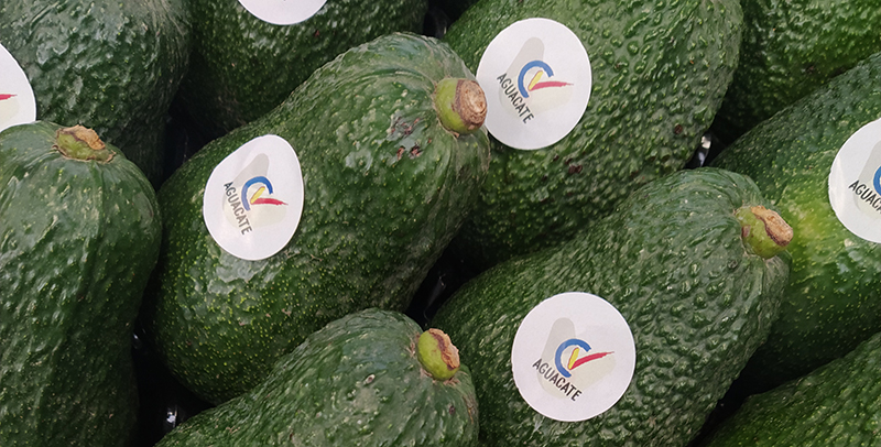 Nuevas variedades de aguacate podrían transformar producción en Valencia