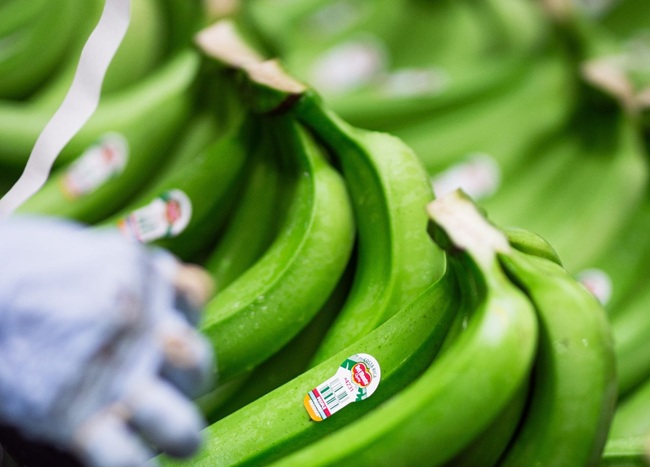 bananas verdes de FRESH DEL MONTE