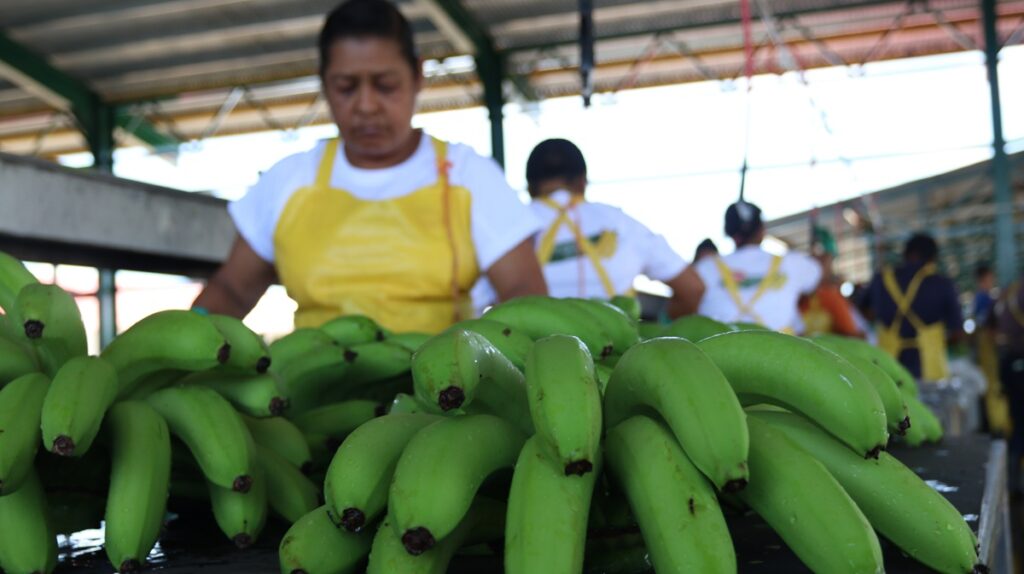 Panamá: sector bananero de Bocas del Toro avanza en su recuperación tras crisis de 2025