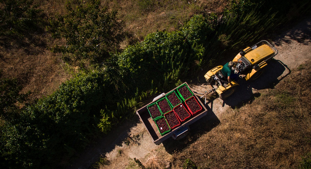 Productores españoles de cerezas Picota pronostican su mejor temporada en años 3 Productores españoles de cerezas Picota pronostican su mejor temporada en años
