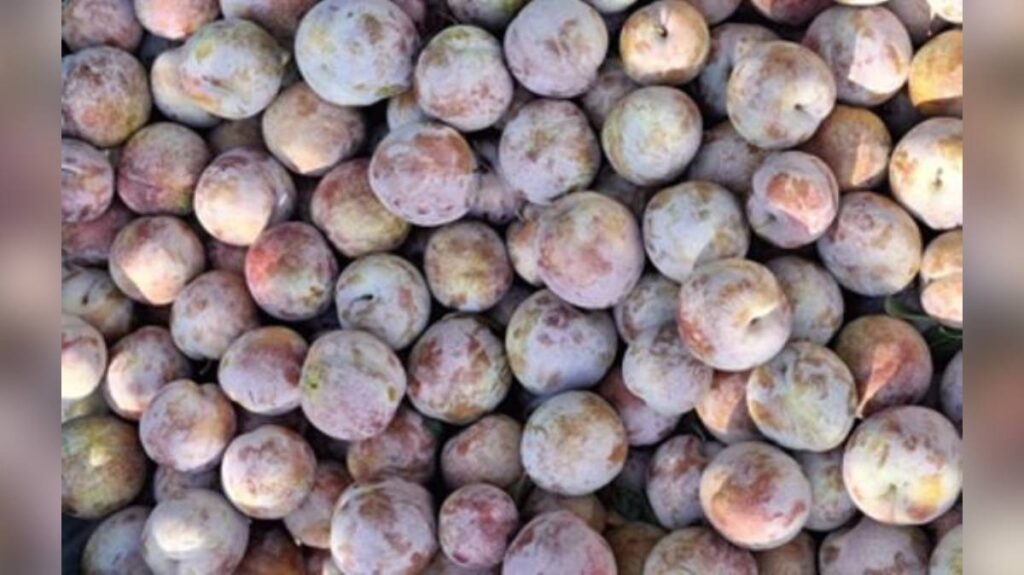 Ciruela tardía gana interés en Chile por su productividad y vida de postcosecha