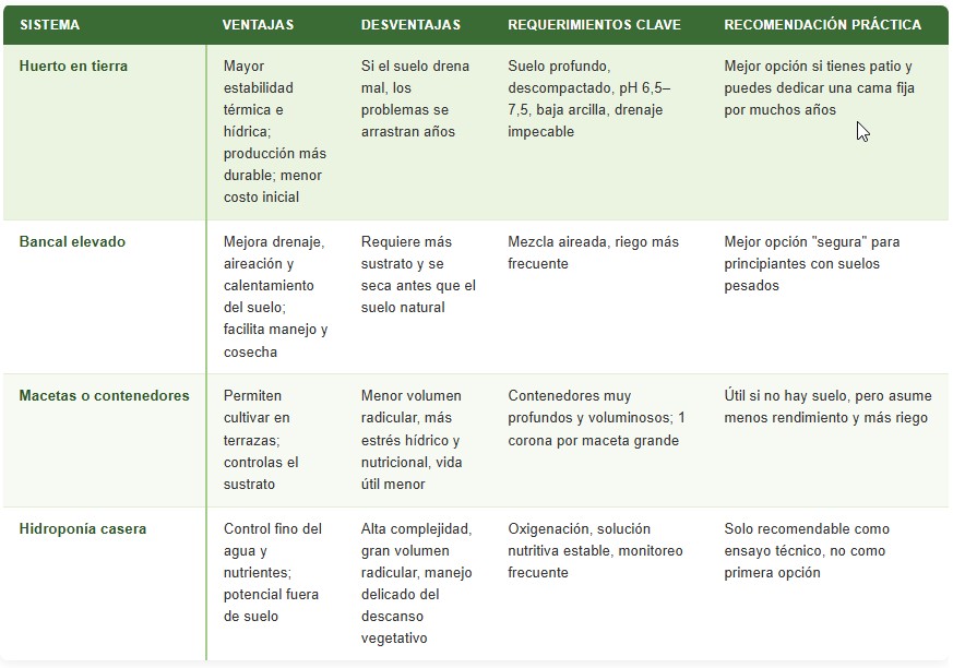 cultivo de espárragos