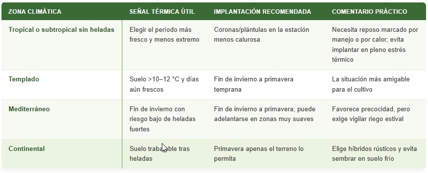 cultivo de espárragos