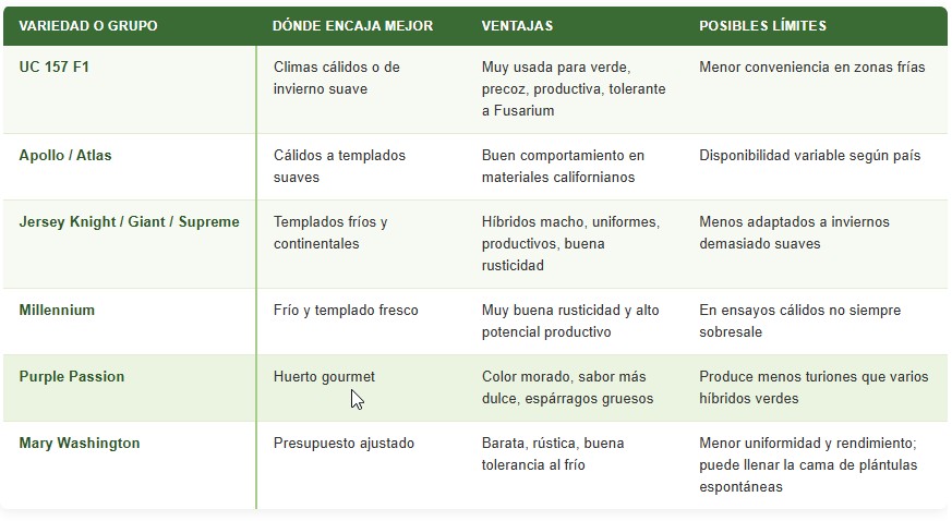cultivo de espárragos