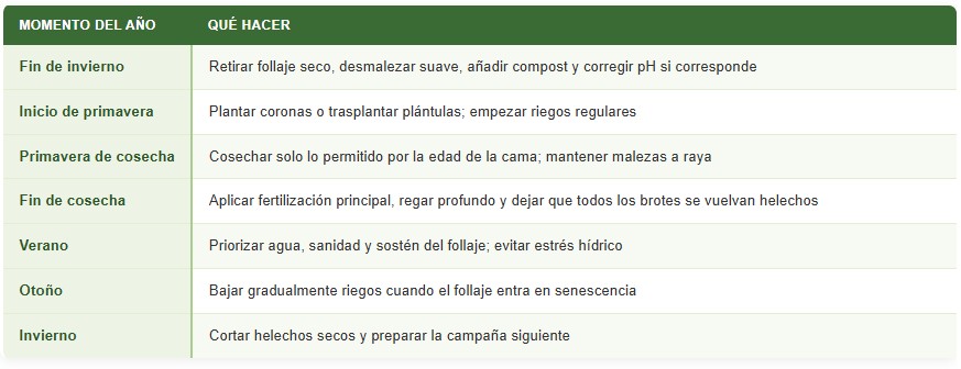 cultivo de espárragos