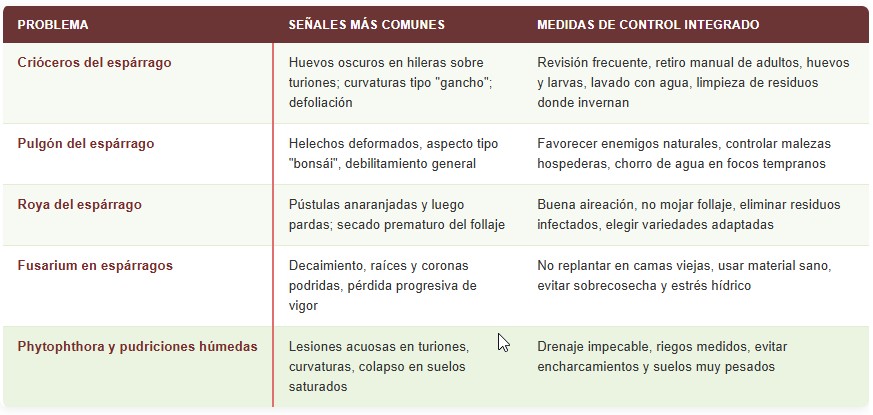 cultivo de espárragos