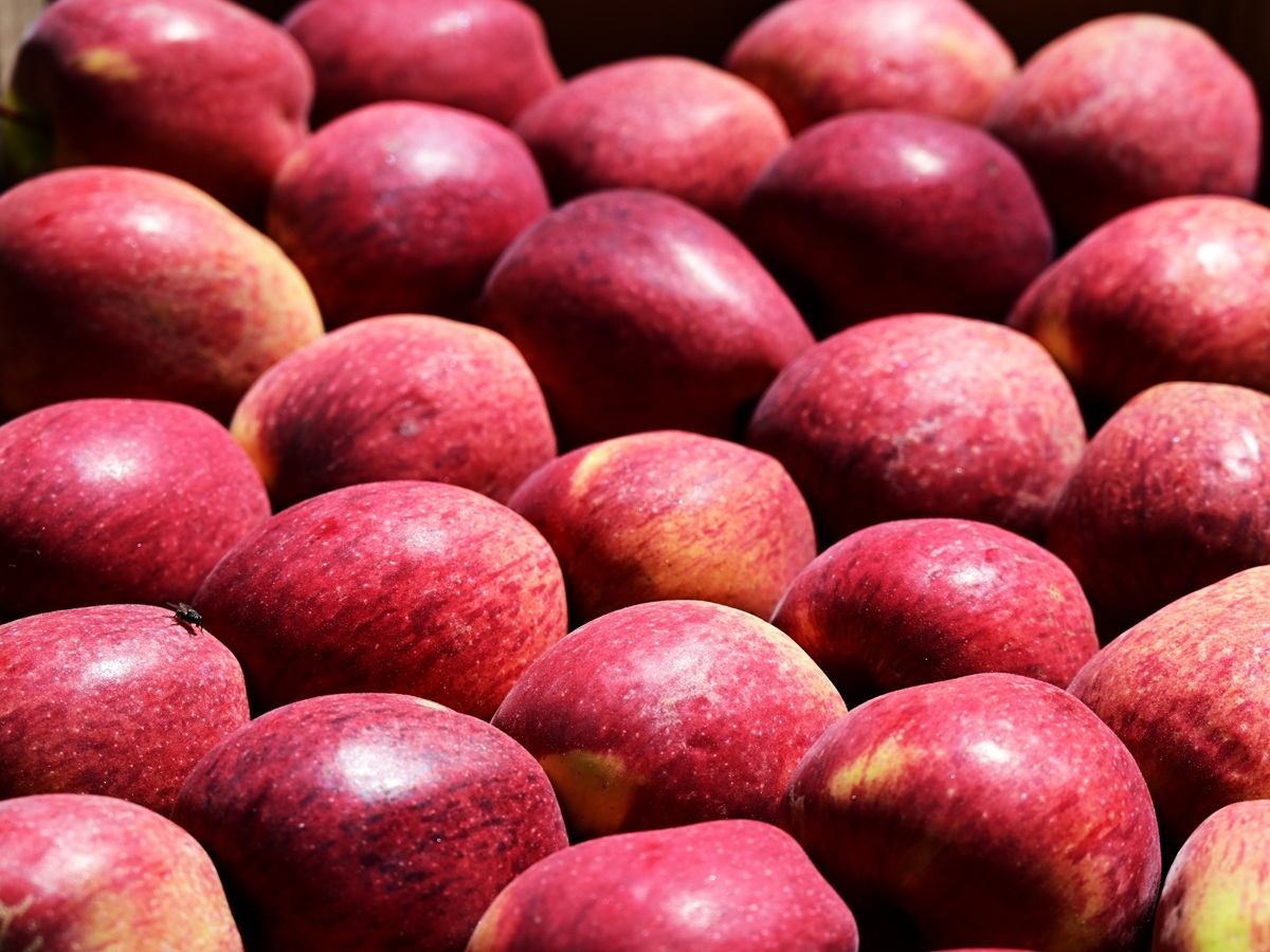 Clima extremo impacta de manera severa a los huertos de manzanas en India