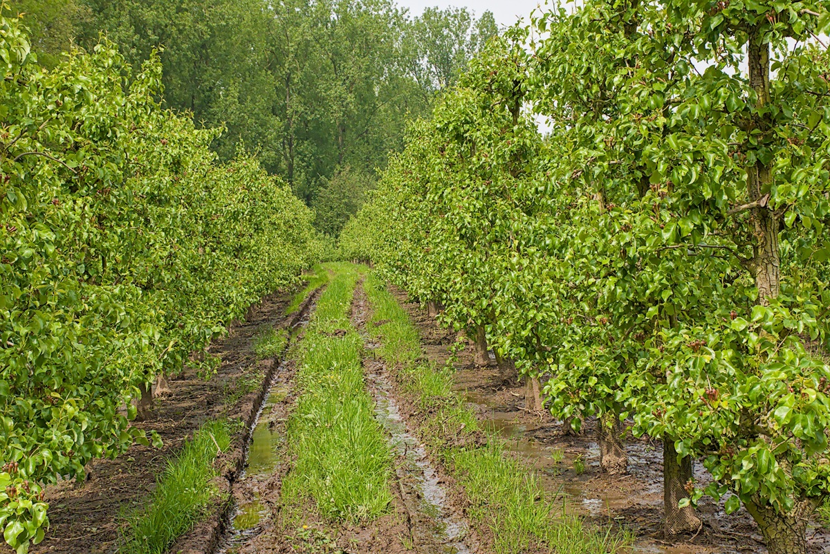 Bélgica logra acuerdo para exportar manzanas a China tras años de negociaciones 4 Bélgica logra acuerdo para exportar manzanas a China tras años de negociaciones