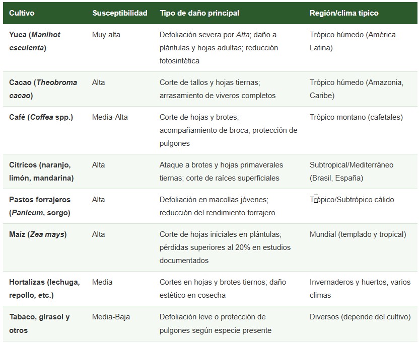 hormigas en cultivos