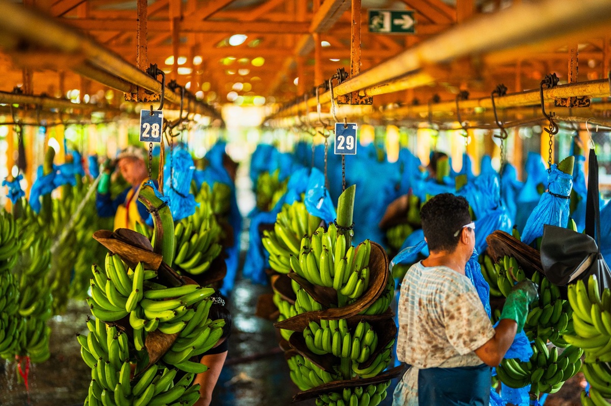 Fresh Del Monte cierra fincas de banano en Costa Rica y deja 850 trabajadores afectados