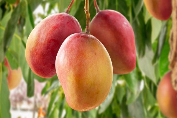 Sun World impulsa su programa global de mango con la variedad tardía Blyde Late