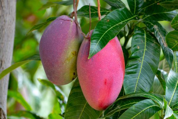 Sun World impulsa su programa global de mango con la variedad tardía Blyde Late