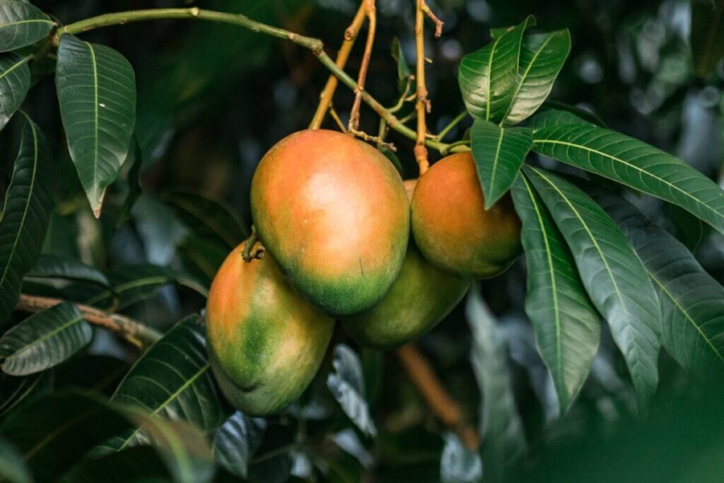 Sun World impulsa su programa global de mango con la variedad tardía Blyde Late