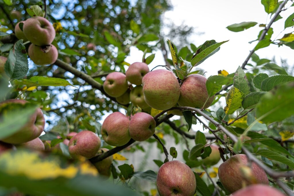 Clima extremo provoca severos daños en huertos de manzanas en India