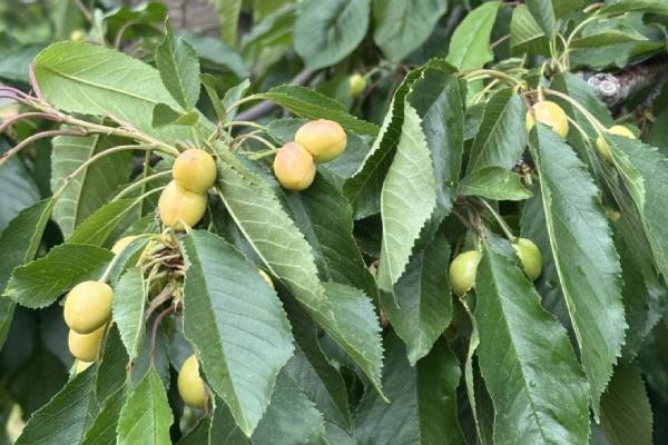 Industria de cerezas del noroeste de Estados Unidos ajusta a la baja estimación de cosecha por efectos climáticos 3 northwest cherries
