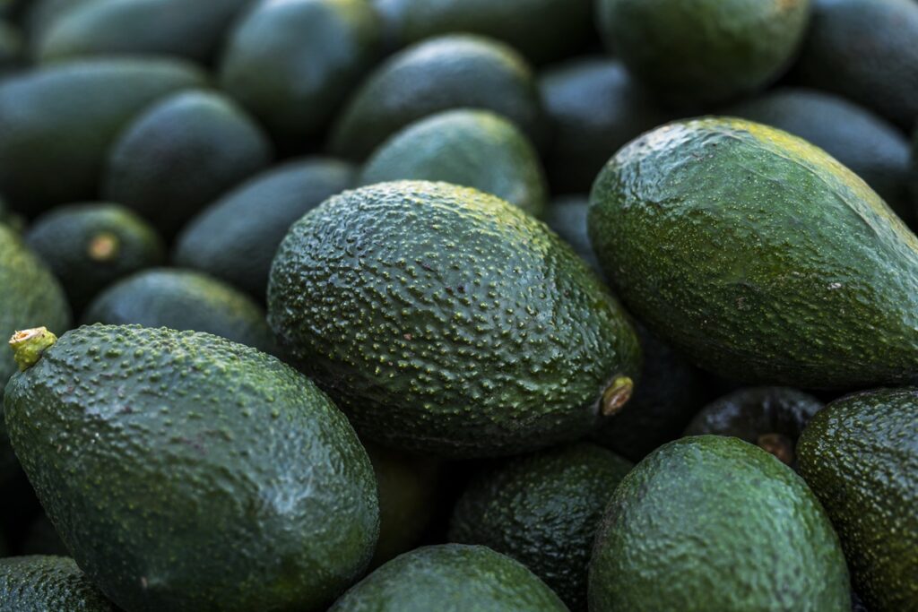 Cosecha de palta chilena superó las proyecciones y confirma el buen momento de la fruta