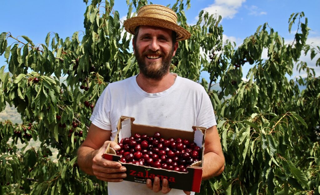 Productores españoles de cerezas Picota pronostican su mejor temporada en años